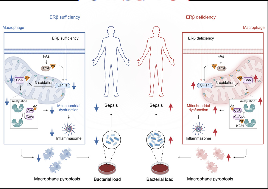 JCI - Estrogen receptor β deficiency increases susceptibility to sepsis ...