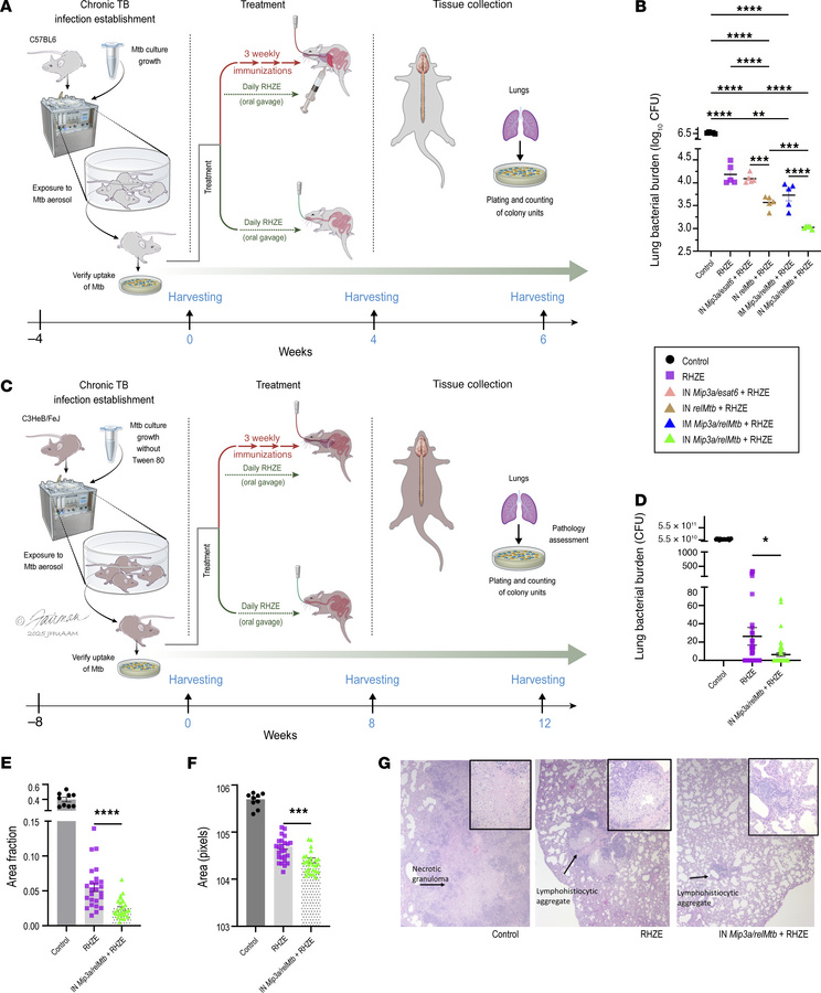 Therapeutic IN administration of the Mip3a/relMtb fusion vaccine enhance...