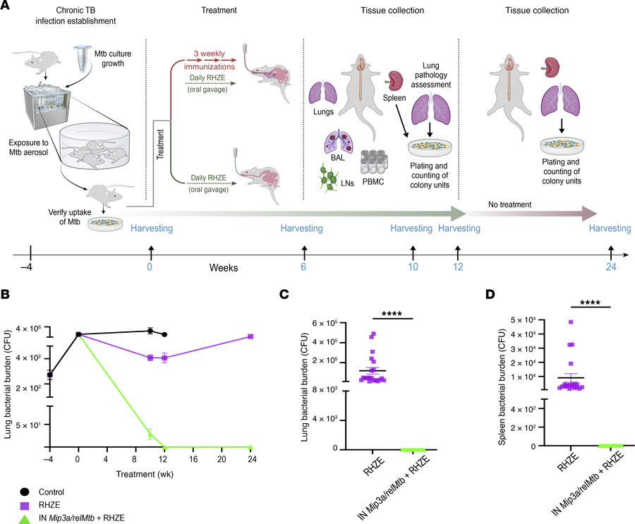 Adjunctive IN Mip3a/relMtb fusion vaccine leads to lung-culture negativi...