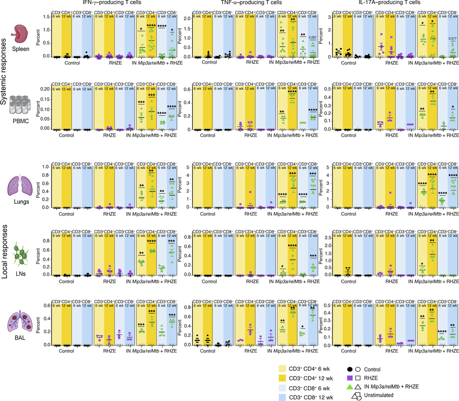 Therapeutic IN Mip3a/relMtb fusion immunization induces durable local an...