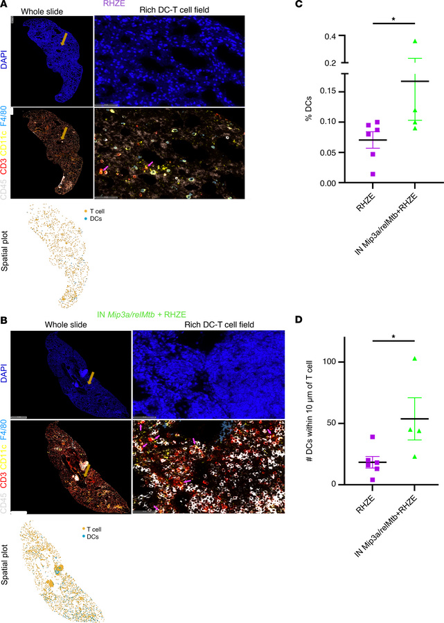 Therapeutic IN Mip3a/relMtb fusion immunization induces local DC infiltr...