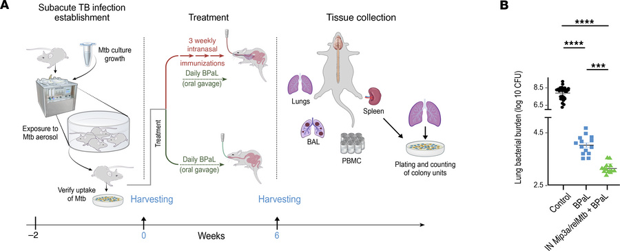 IN Mip3a/relMtb DNA fusion vaccine enhances the activity of the potent D...