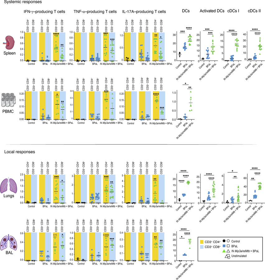 IN Mip3a/relMtb DNA fusion induces TB-protective immune responses when c...