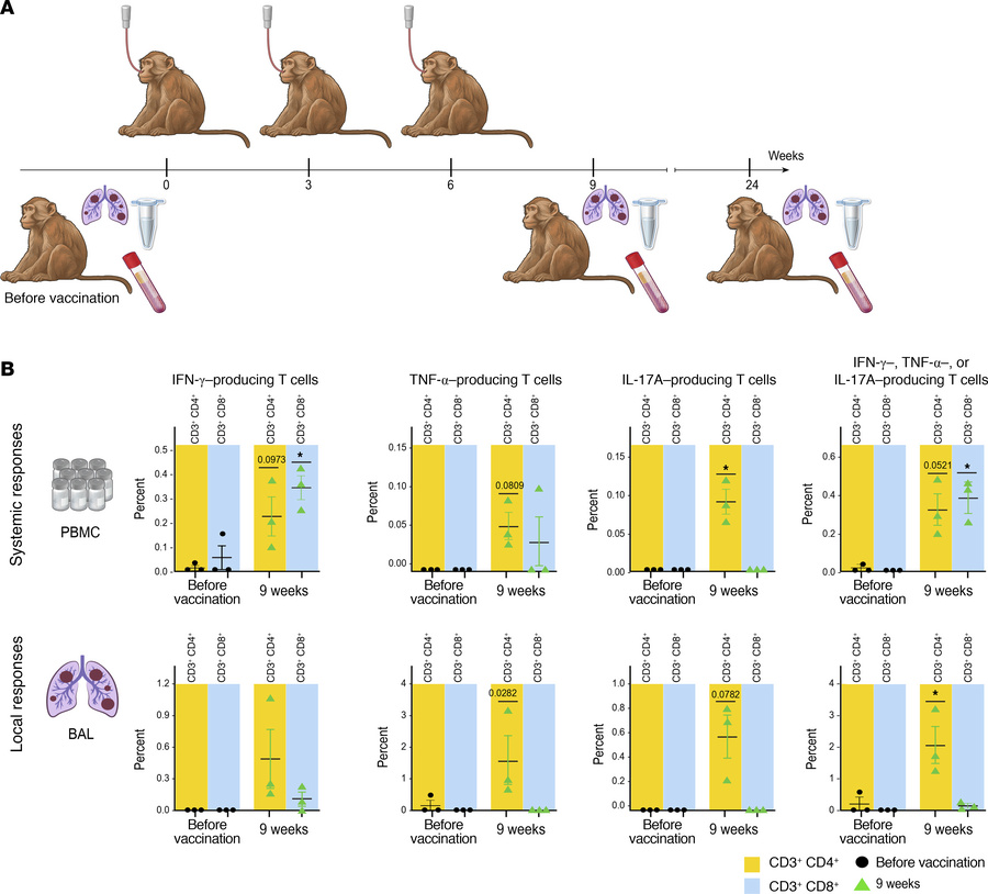 IN Mip3a/relMtb DNA fusion vaccine induces RelMtb-stimulated T cell resp...