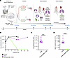 Adjunctive IN Mip3a/relMtb fusion vaccine leads to lung-culture negativity
