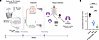 IN Mip3a/relMtb DNA fusion vaccine enhances the activity of the potent DR-T