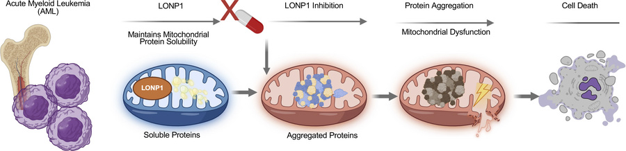 graphical abstract