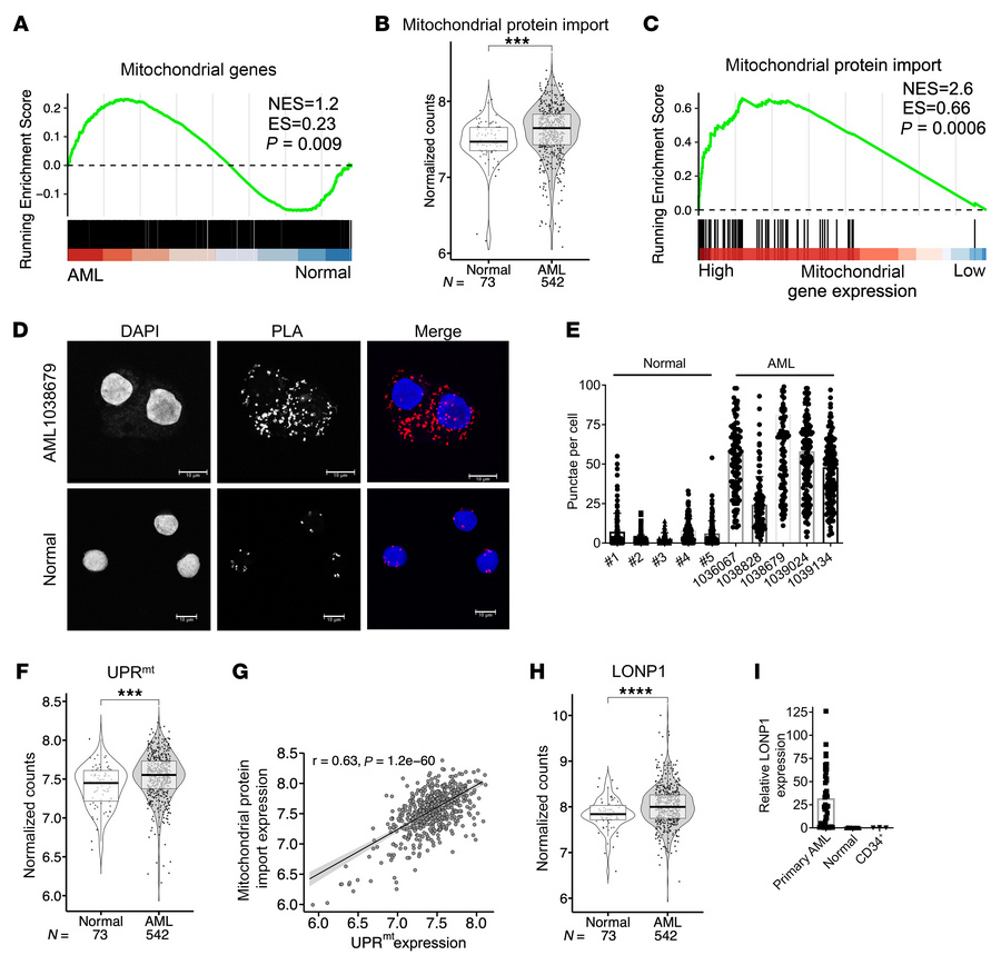 Mitochondrial protein import and the UPRmt are increased in a subset of ...