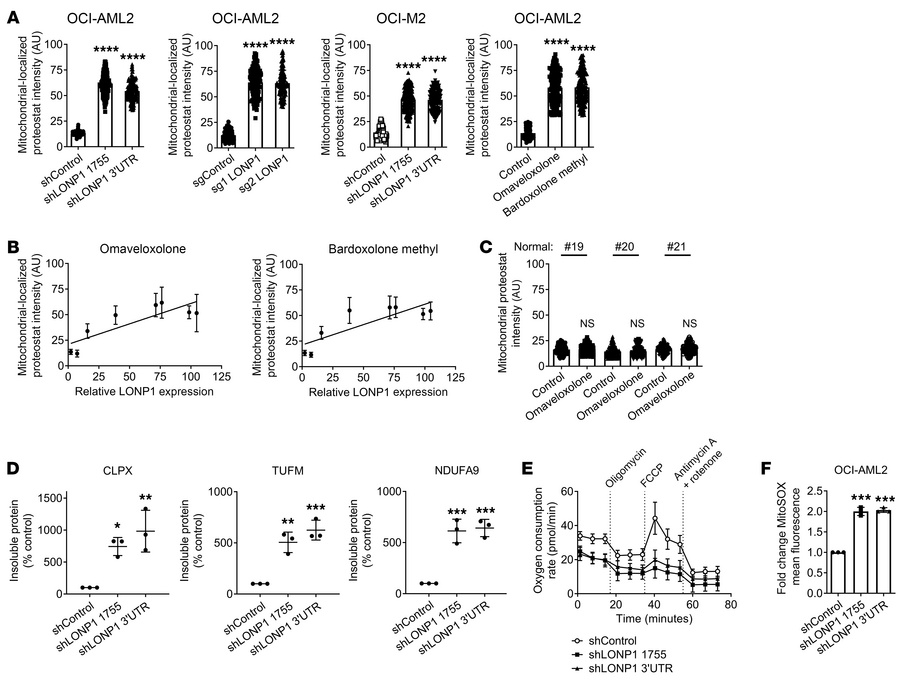 Inhibition of LONP1 leads to the accumulation of aggregated mitochondria...