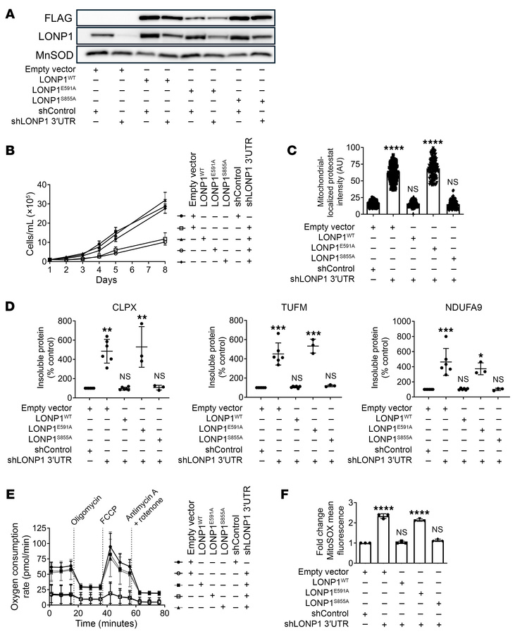 The LONP1 AAA+ domain, but not the protease domain, is necessary for mit...