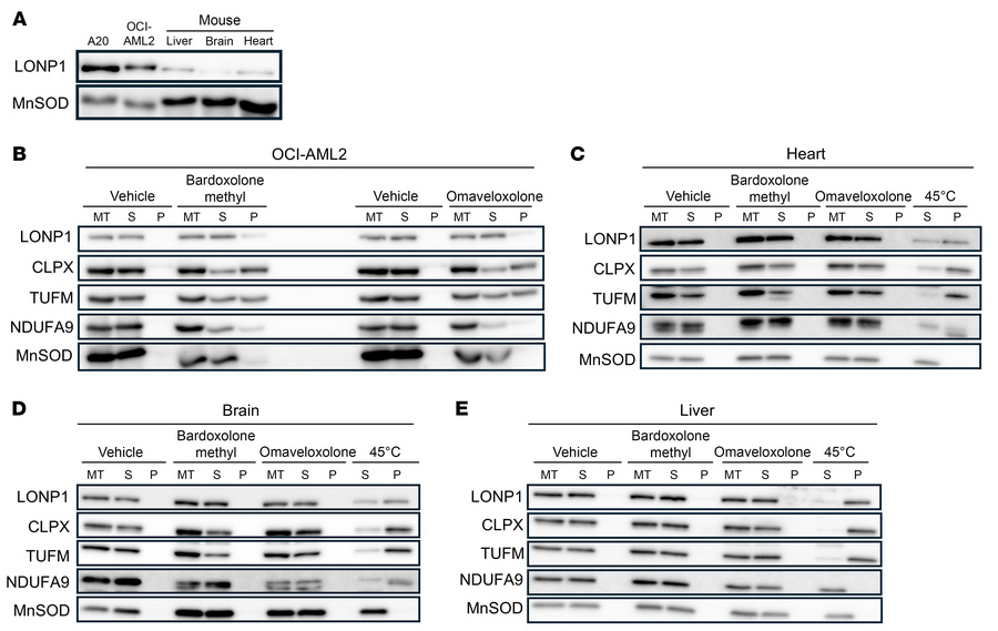 Systemic administration of LONP1 inhibitors reduces growth and increases...
