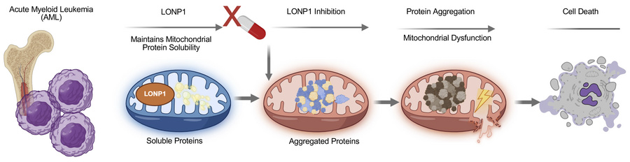 graphical abstract