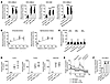 Inhibition of LONP1 leads to the accumulation of aggregated mitochondrial p