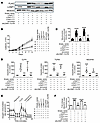 The LONP1 AAA+ domain, but not the protease domain, is necessary for mitoch