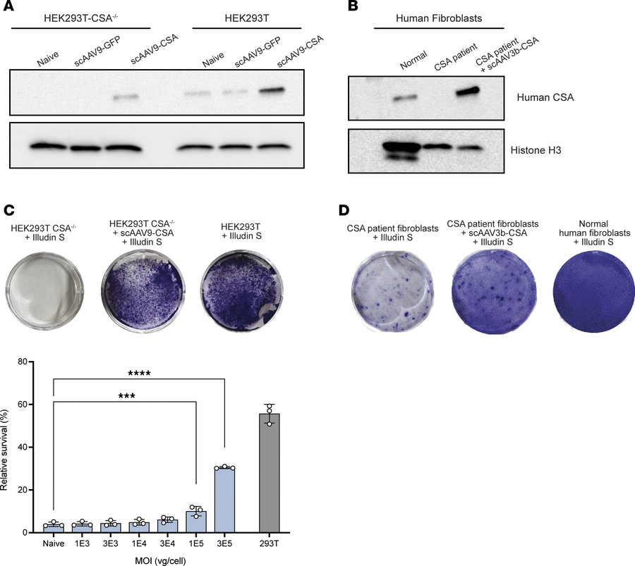 Validation of AAV-CBA-CSA in cell culture.
(A) Representative Western bl...