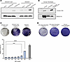 Validation of AAV-CBA-CSA in cell culture.