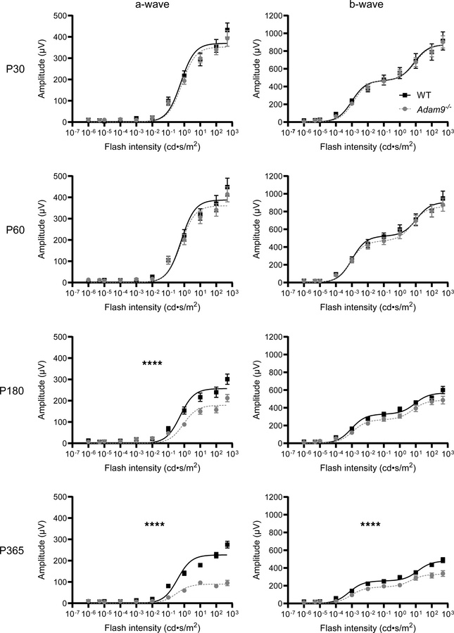 Loss of ADAM9 leads to a slow, progressive loss of visual function.
ERG ...