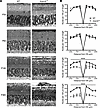 Loss of ADAM9 leads to a slow, progressive photoreceptor degeneration.