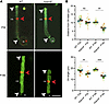 Loss of ADAM9 does not affect the dynamics of outer segment renewal before
