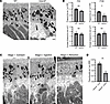 Loss of ADAM9 leads to the formation of elongated RPE pseudopods supporting