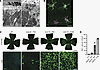 Activated mononuclear phagocytes infiltrate the subretinal space of Adam9–/