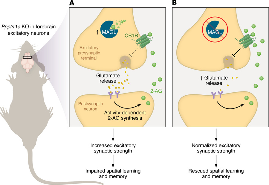 Impaired eCB signaling underlies synaptic alterations and spatial learni...