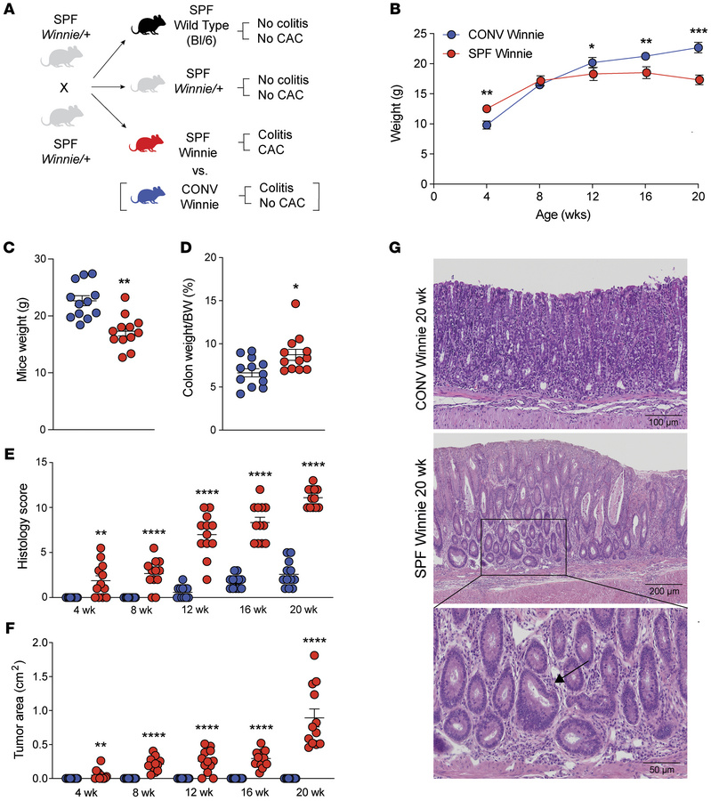 Increased disease severity and emergence of colonic tumors in SPF- versu...