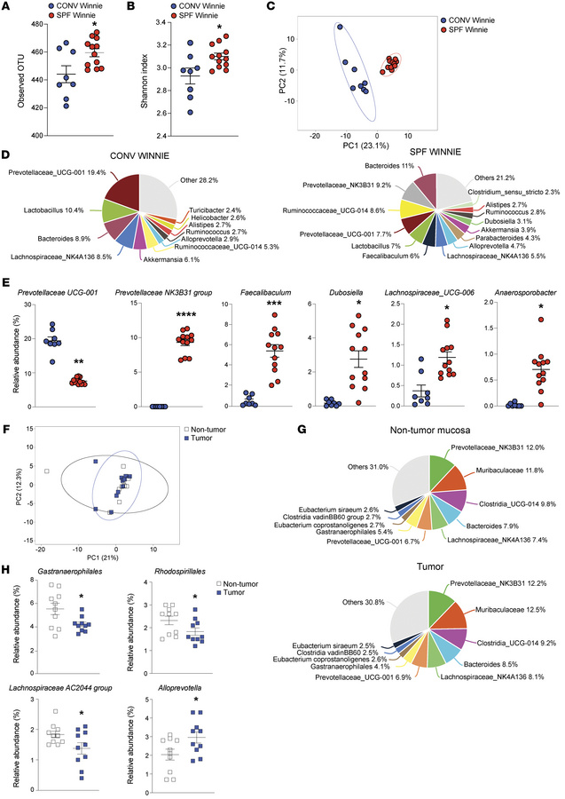 Microbiome composition differs in tumor-bearing SPF versus CONV Winnie m...