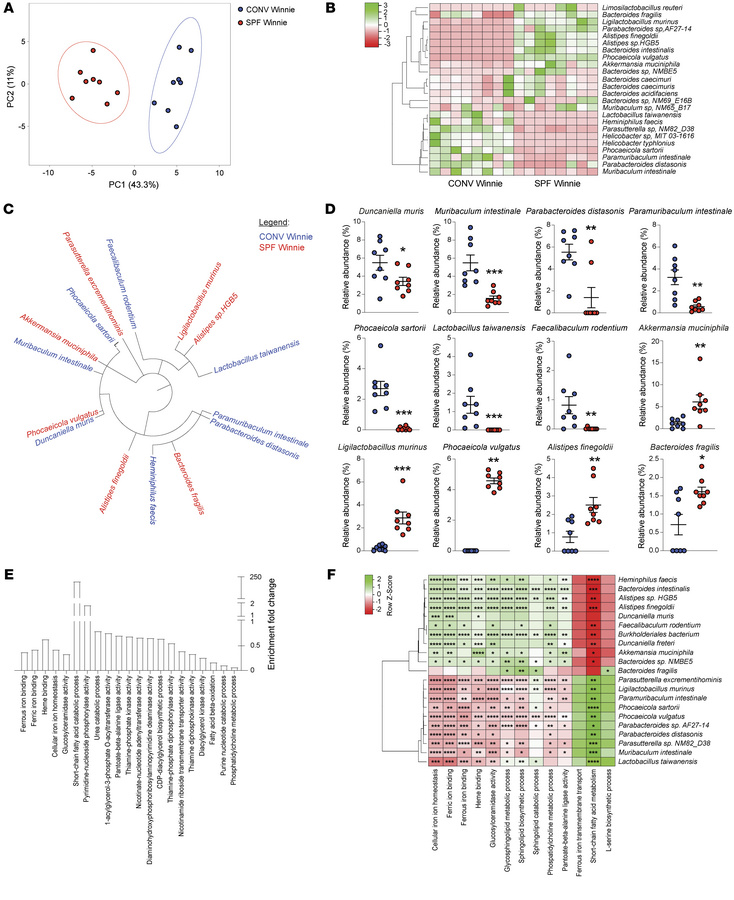 Shotgun analysis identifies bacterial strains and related pathways drivi...