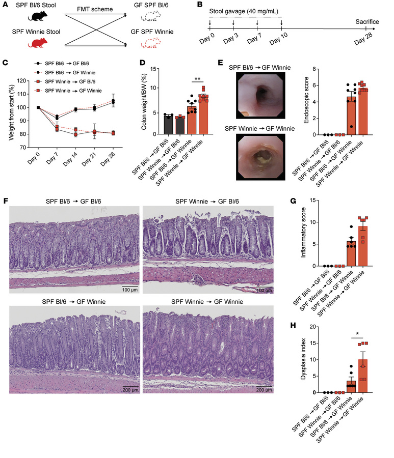 FMT using SPF Winnie and Bl/6 donors indicates that tumor development de...