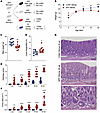Increased disease severity and emergence of colonic tumors in SPF- versus C
