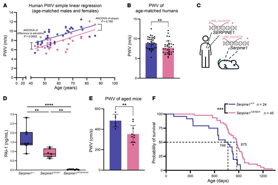 
SERPINE1 haploinsufficiency is associated with improved vascular functi...