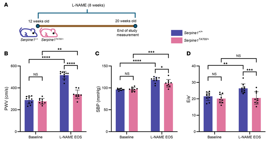 
Serpine1TA700/+ mice exhibit protection against cardiovascular pathophy...