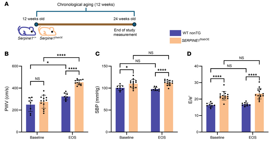 
SERPINE1StabOE mice exhibit elevated cardiovascular pathophysiology.
(A...