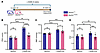 Serpine1TA700/+ mice exhibit protection against cardiovascular pathophysiol