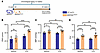 SERPINE1StabOE mice exhibit elevated cardiovascular pathophysiology.