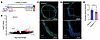 Ccn1 transcript and protein expression is altered in aortas from Serpine1TA