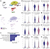 scRNA-Seq of aortas from Serpine1TA700/+ and Serpine1+/+ mice.
