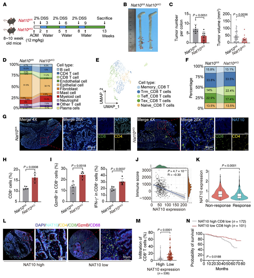 Intestinal epithelial cell-specific Nat10 deficiency attenuates colorect...