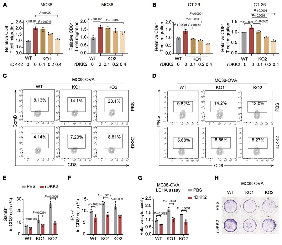 NAT10 orchestrates CD8+ T cell recruitment and cytotoxicity via aDKK2-de...