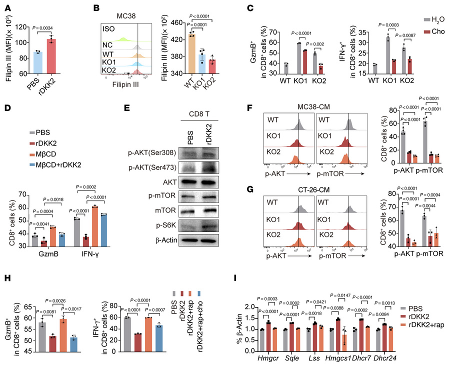 DKK2 promotes CD8+ T cell dysfunction via cholesterol accumulation.
(A) ...