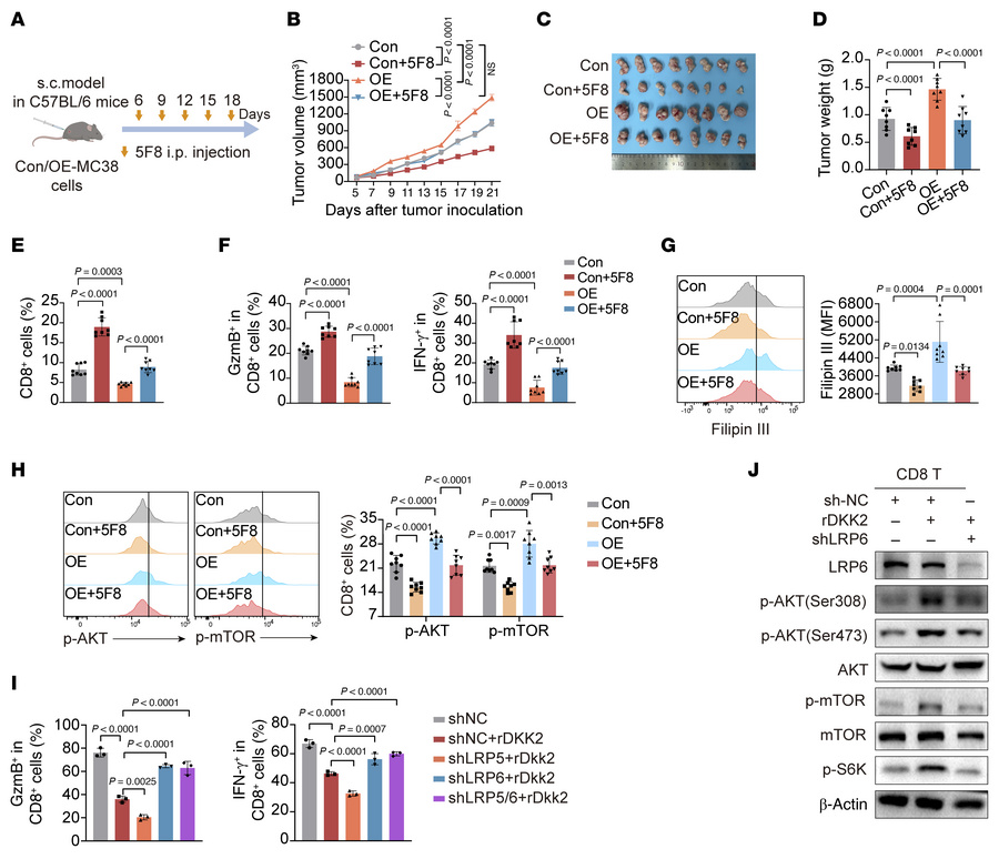 NAT10 drives CD8+ T cell dysfunction via DKK2/LRP6/AKT-mTOR axis–mediate...