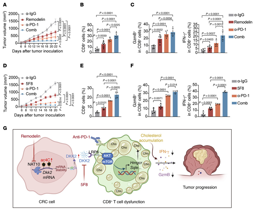 Dual targeting of NAT10 or DKK2 synergizes with PD1 blockade to suppress...