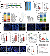 Intestinal epithelial cell-specific Nat10 deficiency attenuates colorectal