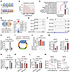 NAT10 directly targets DKK2 mRNA for ac4C modification to stabilize its exp