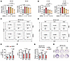 NAT10 orchestrates CD8+ T cell recruitment and cytotoxicity via aDKK2-depen