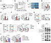 NAT10 drives CD8+ T cell dysfunction via DKK2/LRP6/AKT-mTOR axis–mediated c
