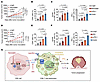 Dual targeting of NAT10 or DKK2 synergizes with PD1 blockade to suppress CR
