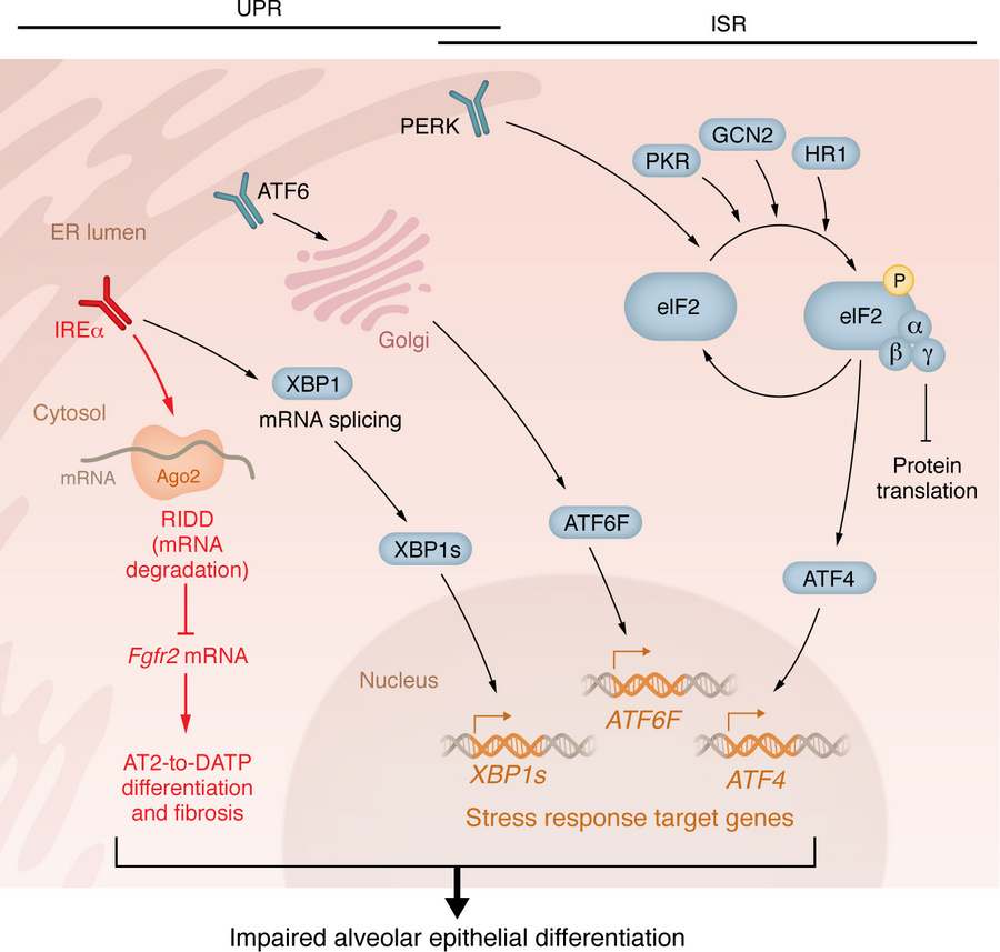 Cellular stress response pathways: the unfolded protein response and the...