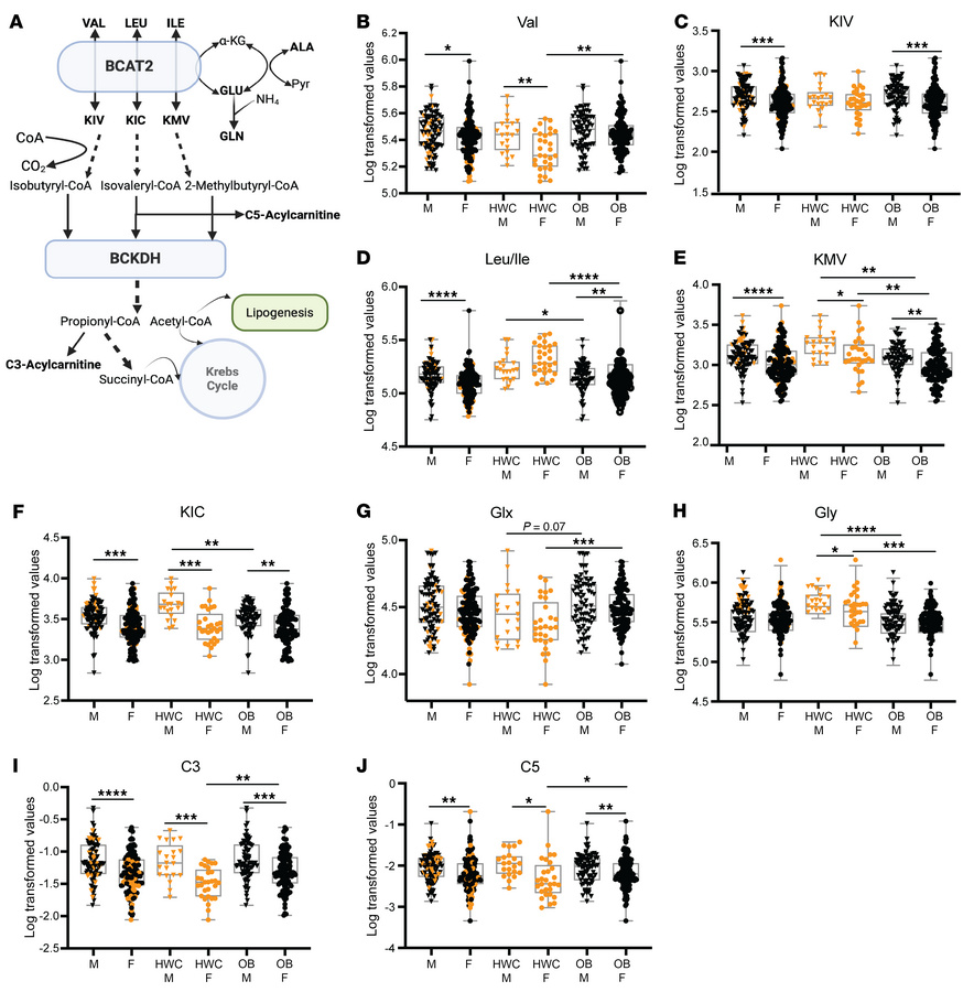 Branched chain amino acids (BCAA) and related metabolite levels are sex ...